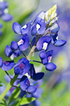 Bluebonnet